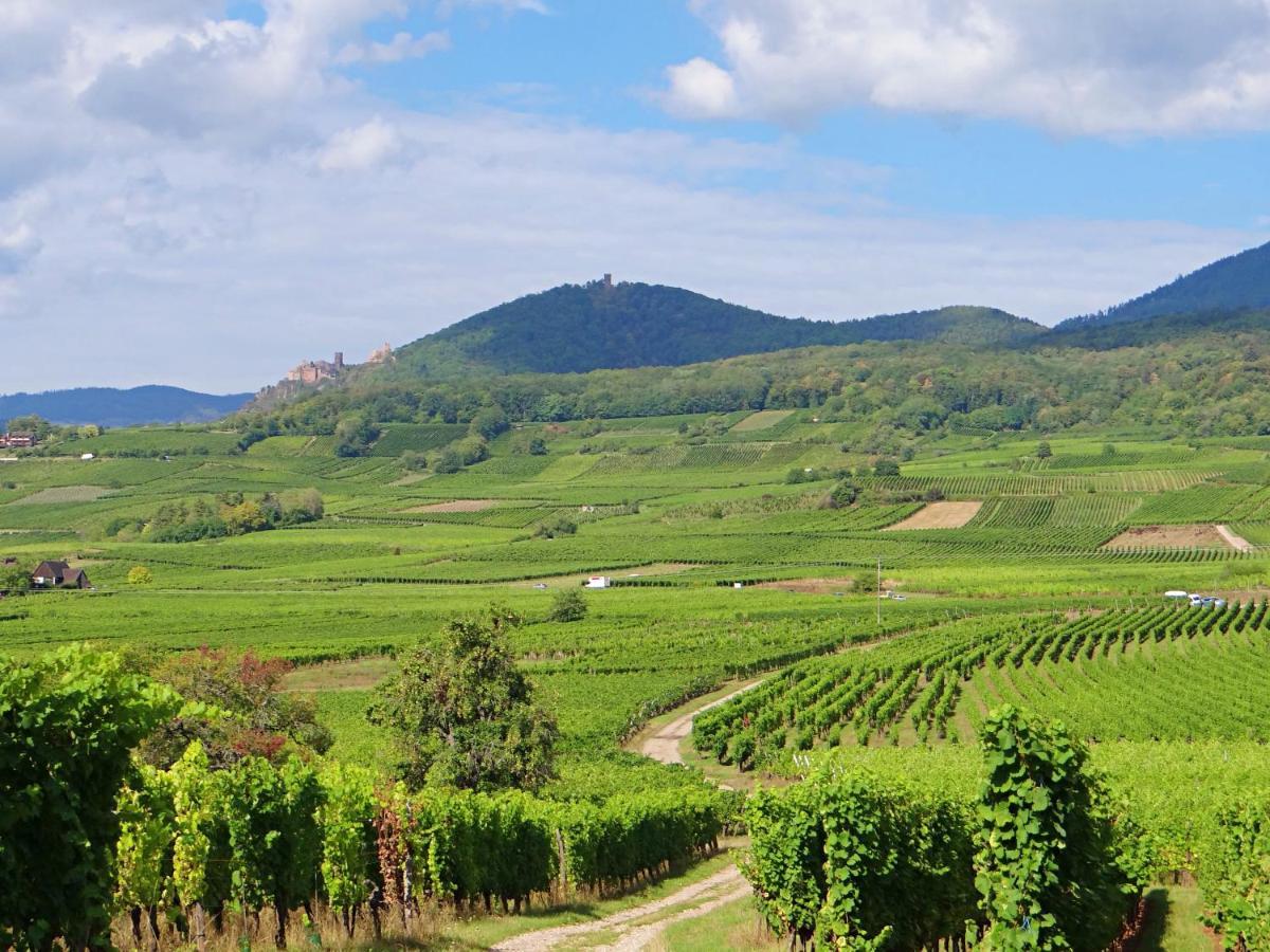 Au Coeur Des Vignes Apartment Бергхайм Екстериор снимка