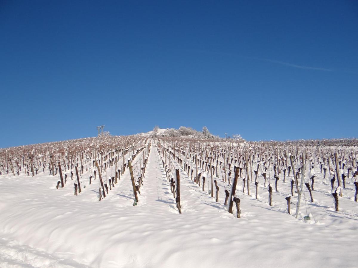 Au Coeur Des Vignes Apartment Бергхайм Екстериор снимка