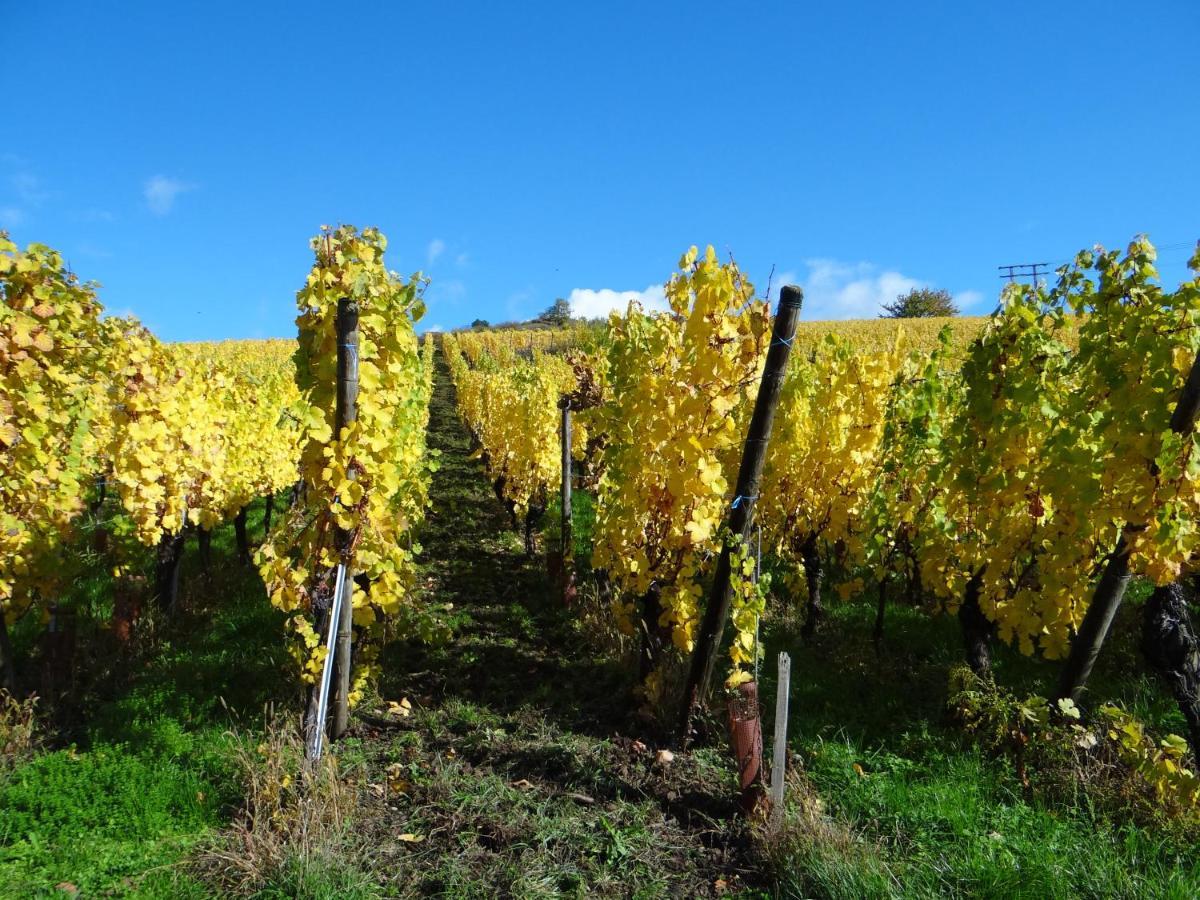 Au Coeur Des Vignes Apartment Бергхайм Екстериор снимка