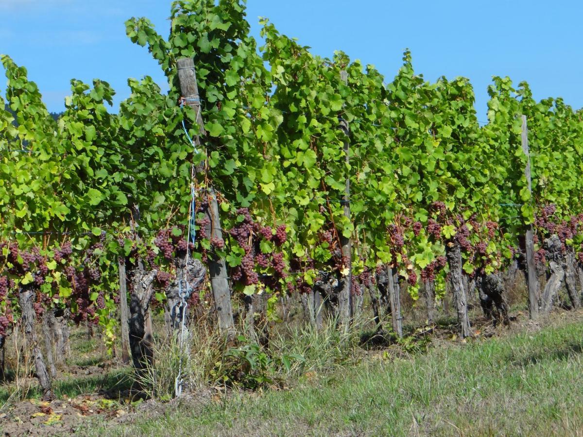 Au Coeur Des Vignes Apartment Бергхайм Екстериор снимка