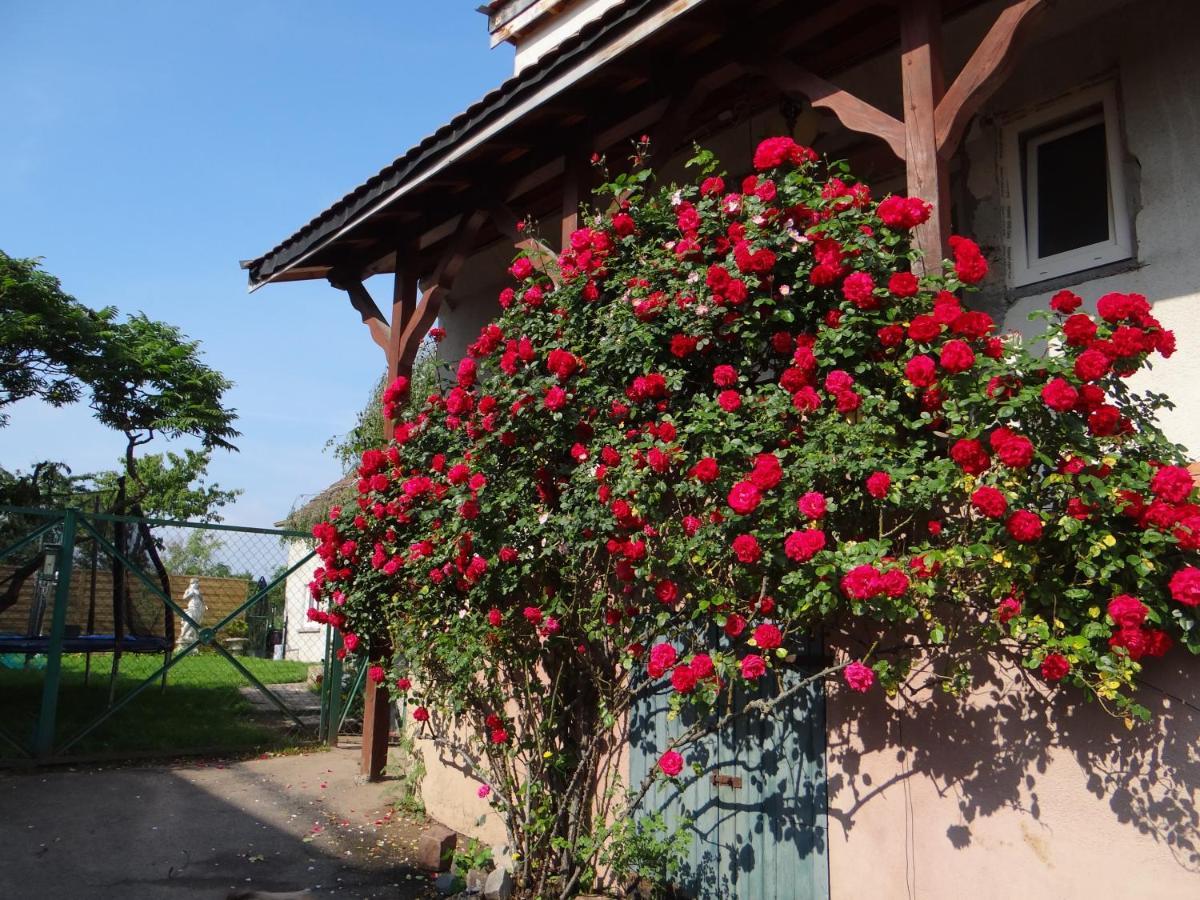Au Coeur Des Vignes Apartment Бергхайм Екстериор снимка